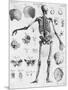 Anatomy:The Human Skeleton Frame-Bettmann-Mounted Premium Giclee Print