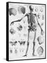 Anatomy:The Human Skeleton Frame-Bettmann-Framed Stretched Canvas