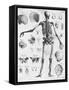 Anatomy:The Human Skeleton Frame-Bettmann-Framed Stretched Canvas