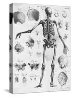 Anatomy:The Human Skeleton Frame-Bettmann-Stretched Canvas