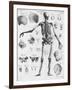 Anatomy:The Human Skeleton Frame-Bettmann-Framed Giclee Print