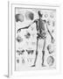 Anatomy:The Human Skeleton Frame-Bettmann-Framed Giclee Print