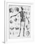 Anatomy:The Human Skeleton Frame-Bettmann-Framed Giclee Print