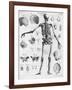 Anatomy:The Human Skeleton Frame-Bettmann-Framed Giclee Print