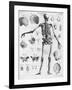 Anatomy:The Human Skeleton Frame-Bettmann-Framed Giclee Print