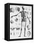 Anatomy:The Human Skeleton Frame-Bettmann-Framed Stretched Canvas