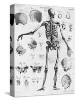 Anatomy:The Human Skeleton Frame-Bettmann-Stretched Canvas