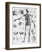 Anatomy:The Human Skeleton Frame-Bettmann-Framed Giclee Print