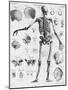 Anatomy:The Human Skeleton Frame-Bettmann-Mounted Giclee Print