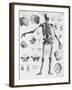 Anatomy:The Human Skeleton Frame-Bettmann-Framed Giclee Print