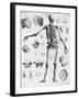 Anatomy:The Human Skeleton Frame-Bettmann-Framed Giclee Print