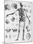 Anatomy:The Human Skeleton Frame-Bettmann-Mounted Giclee Print