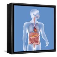 Anatomy, Trunk-Caroline Arquevaux-Framed Stretched Canvas