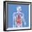 Anatomy, Trunk-Caroline Arquevaux-Framed Giclee Print