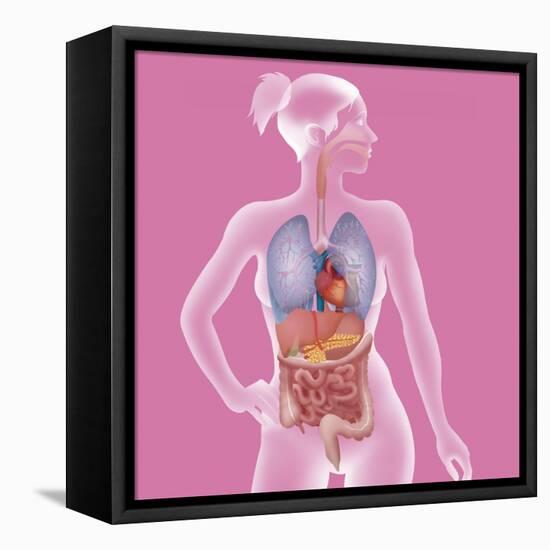 Anatomy, Trunk-Caroline Arquevaux-Framed Stretched Canvas