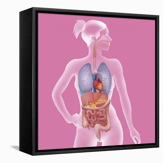 Anatomy, Trunk-Caroline Arquevaux-Framed Stretched Canvas