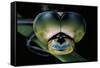 Anax Imperator (Emperor Dragonfly) - Eyes-Paul Starosta-Framed Stretched Canvas