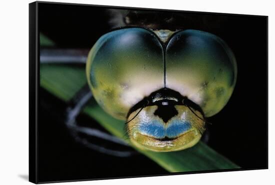 Anax Imperator (Emperor Dragonfly) - Eyes-Paul Starosta-Framed Stretched Canvas