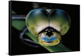 Anax Imperator (Emperor Dragonfly) - Eyes-Paul Starosta-Framed Stretched Canvas