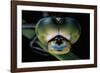 Anax Imperator (Emperor Dragonfly) - Eyes-Paul Starosta-Framed Photographic Print