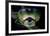 Anax Imperator (Emperor Dragonfly) - Eyes-Paul Starosta-Framed Photographic Print