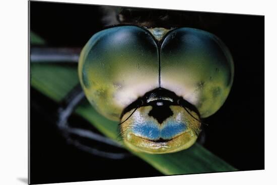 Anax Imperator (Emperor Dragonfly) - Eyes-Paul Starosta-Mounted Photographic Print