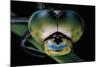 Anax Imperator (Emperor Dragonfly) - Eyes-Paul Starosta-Mounted Photographic Print