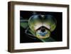 Anax Imperator (Emperor Dragonfly) - Eyes-Paul Starosta-Framed Photographic Print