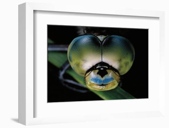 Anax Imperator (Emperor Dragonfly) - Eyes-Paul Starosta-Framed Photographic Print