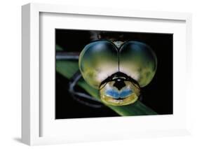 Anax Imperator (Emperor Dragonfly) - Eyes-Paul Starosta-Framed Photographic Print