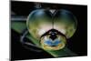 Anax Imperator (Emperor Dragonfly) - Eyes-Paul Starosta-Mounted Photographic Print