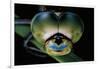 Anax Imperator (Emperor Dragonfly) - Eyes-Paul Starosta-Framed Photographic Print