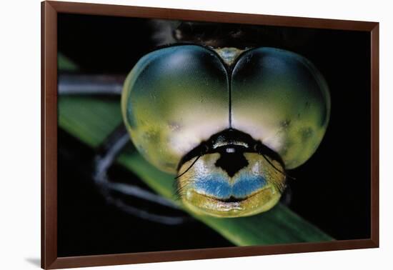 Anax Imperator (Emperor Dragonfly) - Eyes-Paul Starosta-Framed Photographic Print