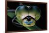 Anax Imperator (Emperor Dragonfly) - Eyes-Paul Starosta-Framed Photographic Print