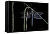 Anax Imperator (Emperor Dragonfly)-Paul Starosta-Framed Stretched Canvas