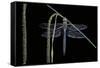 Anax Imperator (Emperor Dragonfly)-Paul Starosta-Framed Stretched Canvas