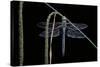 Anax Imperator (Emperor Dragonfly)-Paul Starosta-Stretched Canvas