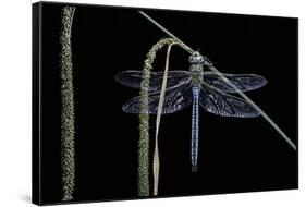 Anax Imperator (Emperor Dragonfly)-Paul Starosta-Framed Stretched Canvas