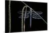 Anax Imperator (Emperor Dragonfly)-Paul Starosta-Stretched Canvas