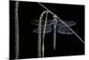 Anax Imperator (Emperor Dragonfly)-Paul Starosta-Mounted Photographic Print