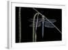 Anax Imperator (Emperor Dragonfly)-Paul Starosta-Framed Photographic Print