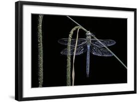 Anax Imperator (Emperor Dragonfly)-Paul Starosta-Framed Photographic Print