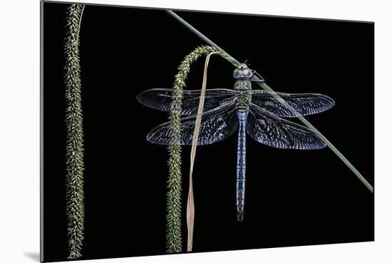 Anax Imperator (Emperor Dragonfly)-Paul Starosta-Mounted Photographic Print