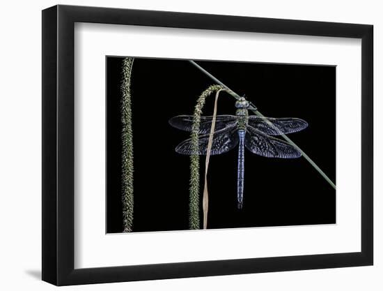 Anax Imperator (Emperor Dragonfly)-Paul Starosta-Framed Photographic Print