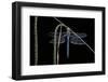 Anax Imperator (Emperor Dragonfly)-Paul Starosta-Framed Photographic Print