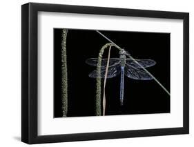 Anax Imperator (Emperor Dragonfly)-Paul Starosta-Framed Photographic Print