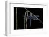 Anax Imperator (Emperor Dragonfly)-Paul Starosta-Framed Photographic Print