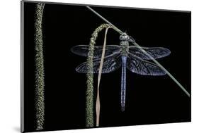 Anax Imperator (Emperor Dragonfly)-Paul Starosta-Mounted Photographic Print