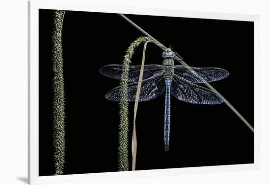 Anax Imperator (Emperor Dragonfly)-Paul Starosta-Framed Photographic Print