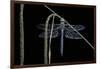 Anax Imperator (Emperor Dragonfly)-Paul Starosta-Framed Photographic Print
